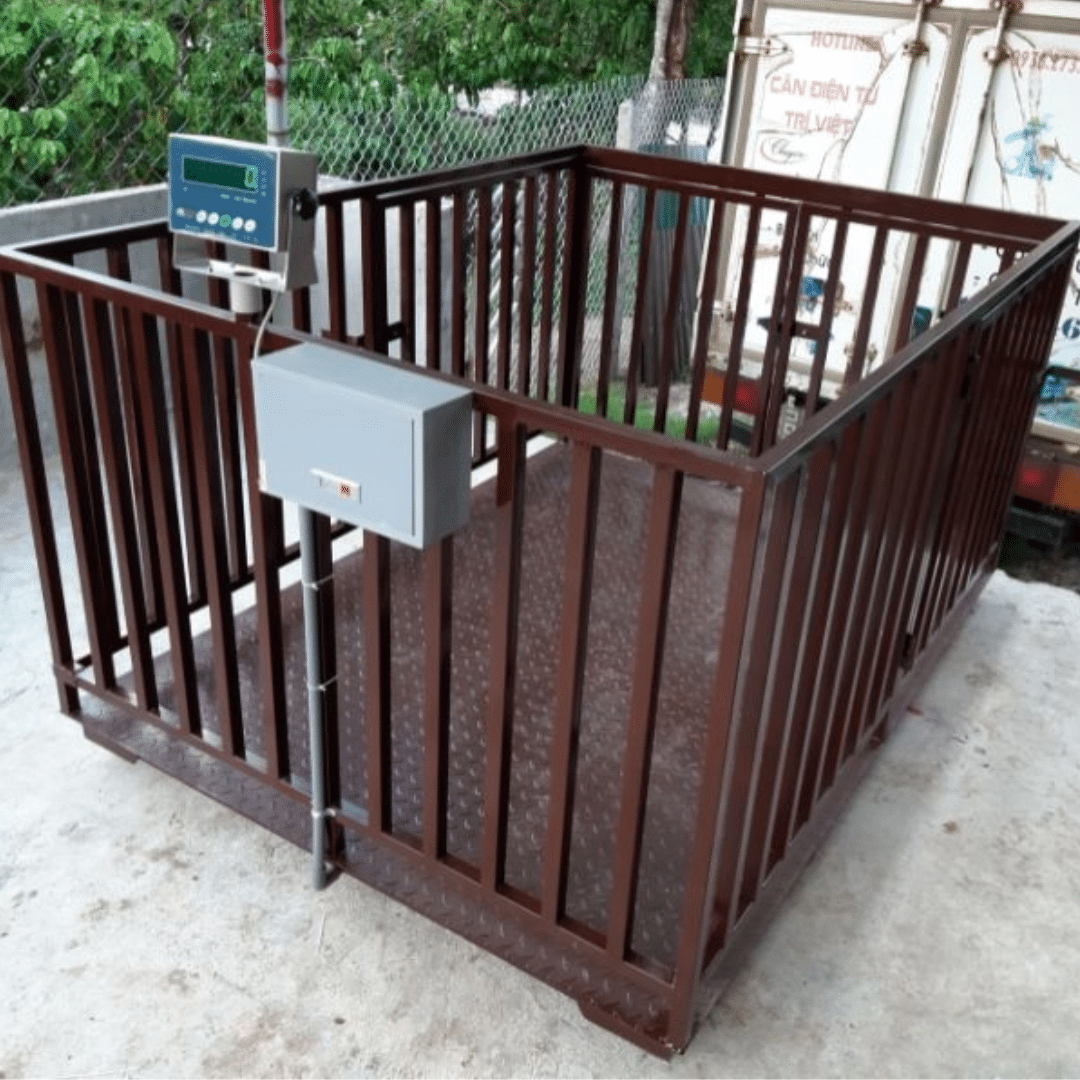 Cân Bò Điện Tử 1 tấn, 2 Tấn - Cân Lồng Bò, Cân Bò - 1m x 1m5 - B19S USA - Cân điện tử Hoàng Gia | Uy tín 10+ năm, Uy Tín, Giá Tốt cân bò điện tử cân sàn 1m5x2m 2 tấn 3 tấn b19s amcell usa